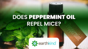 Peppermint essential oil bottle next to peppermint leaves with text: Does peppermint oil repel mice?