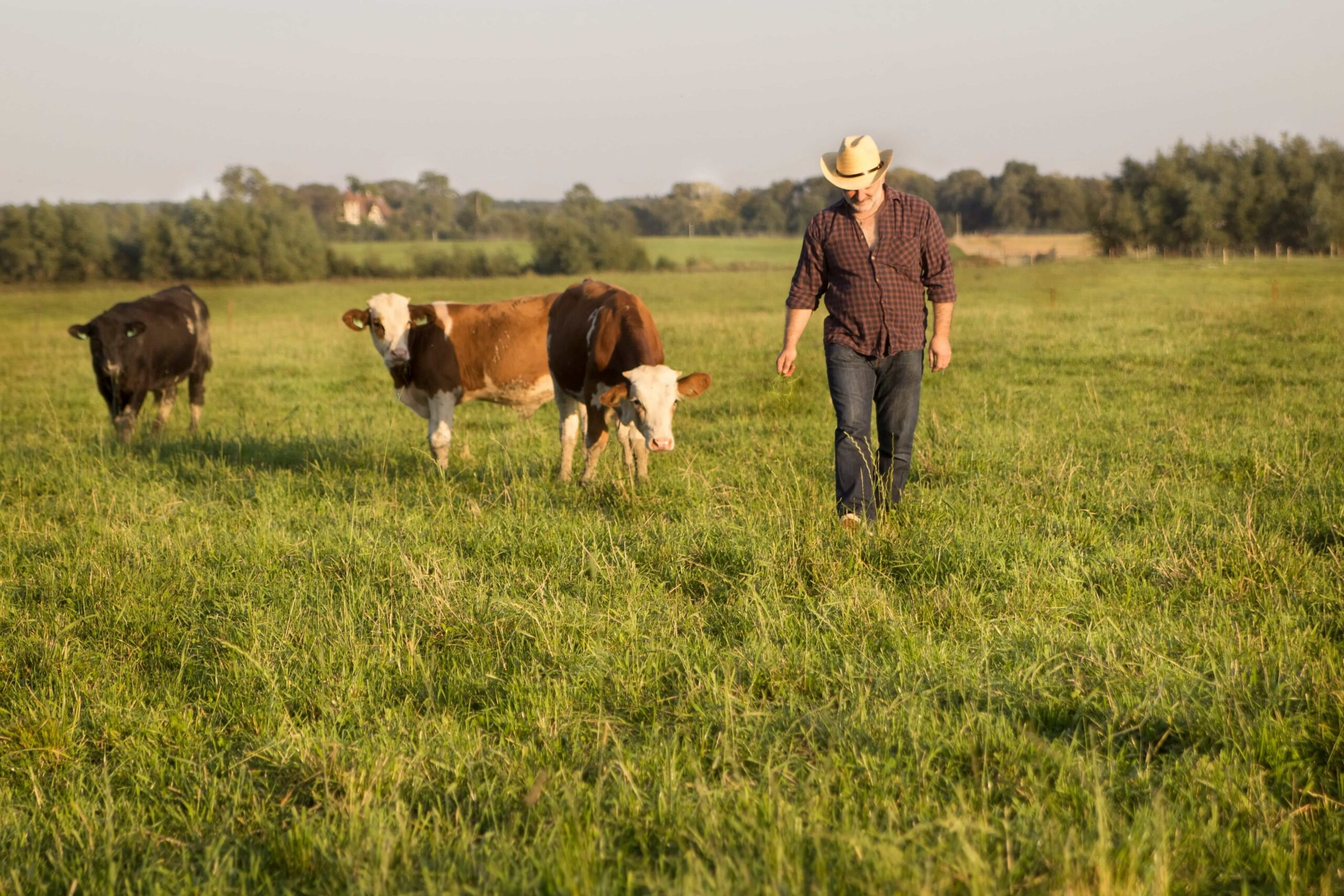 Farmer with cattle out in a field