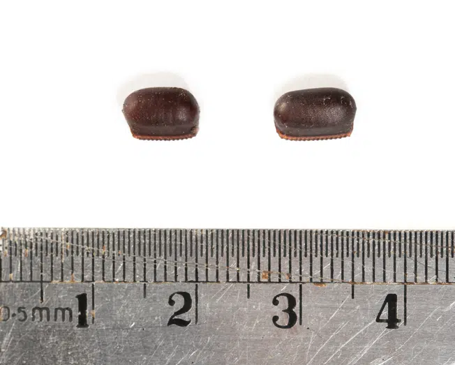 Cockroach egg next to a ruler