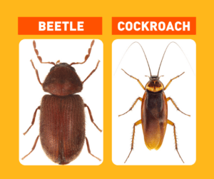 Comparison of a cockroach vs a beetle