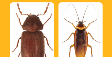Cockroach or Beetle – Which One is in Your Home?