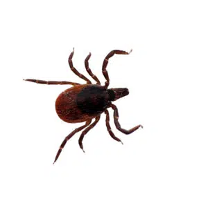 Dark-brown Black Legged Tick