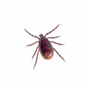 Brown Dog Tick against white background