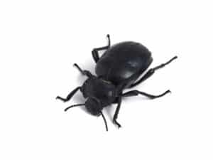 stink beetle