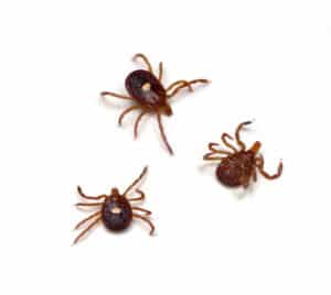 Two female Lone Star Ticks and one male