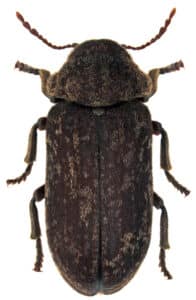 woodboring beetle