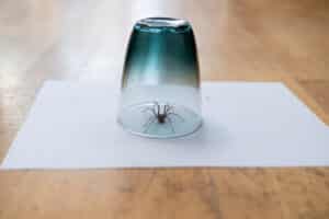 house spider caught under glass cup