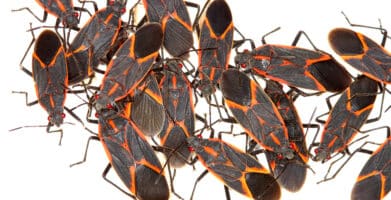 Boxelder Bug Season: What You Need to Know