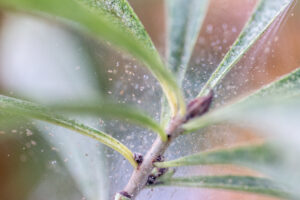 Spider mites and webs on an indoor plant