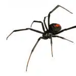 Black Widow with red hourglass shape on body