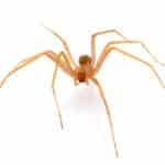 Close up of Brown Recluse Spider