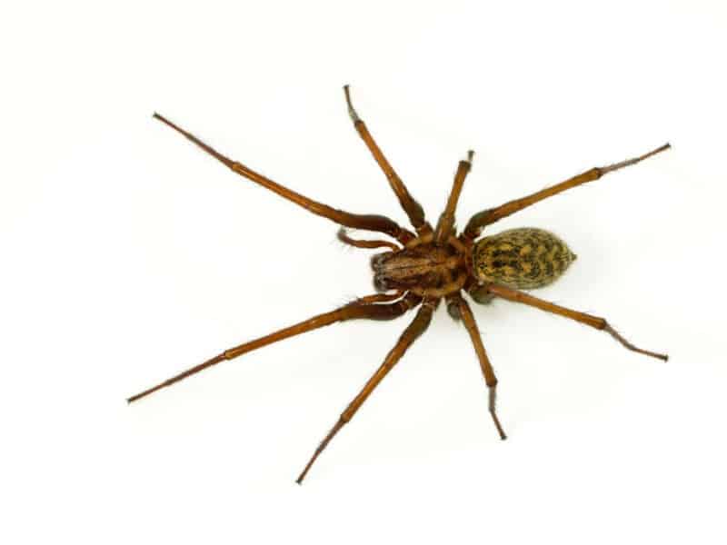 Close up of Hobo Spider