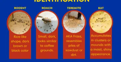 How to Identify Insect & Pest Droppings: A Comprehensive Guide