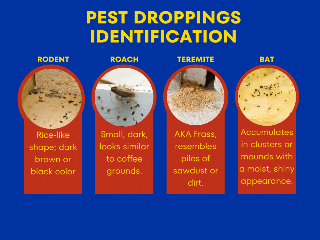https://www.earthkind.com/wp-content/uploads/2023/08/Pest-Droppings-ID-Chart.png
