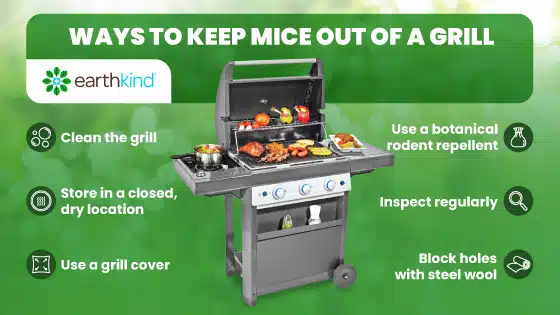 Ways to Keep Mice Out of the Grill