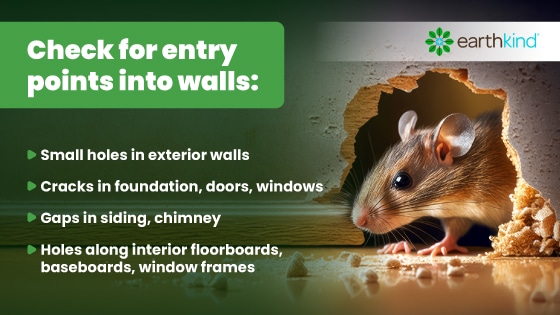Check for entry points in walls where mice can get in