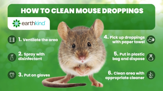 How to Clean Mouse Droppings