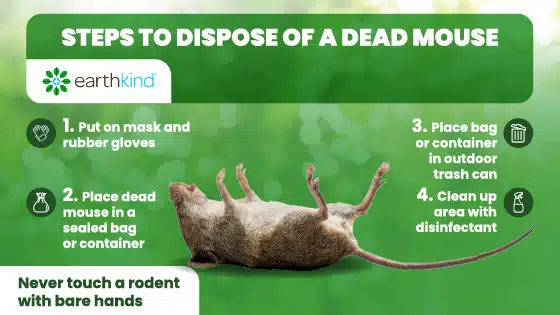 4 steps explaining how to safely dispose of a dead mouse