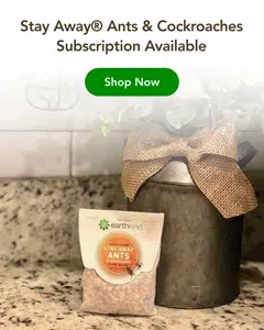 Subscription_Ant_Cockroach