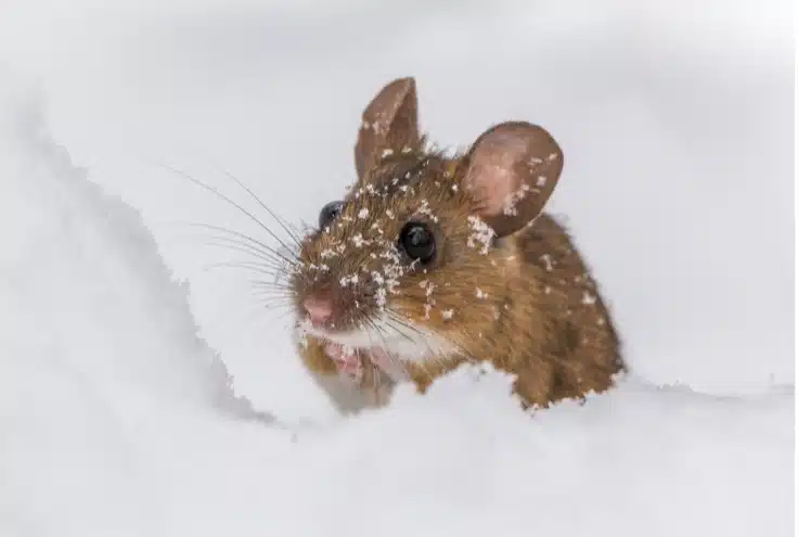 Why Do Mice Come into Homes During Winter?