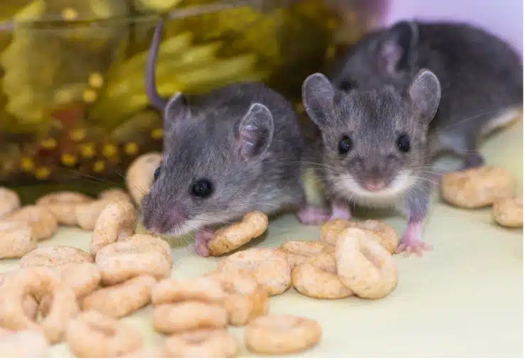 Eliminate Food Sources