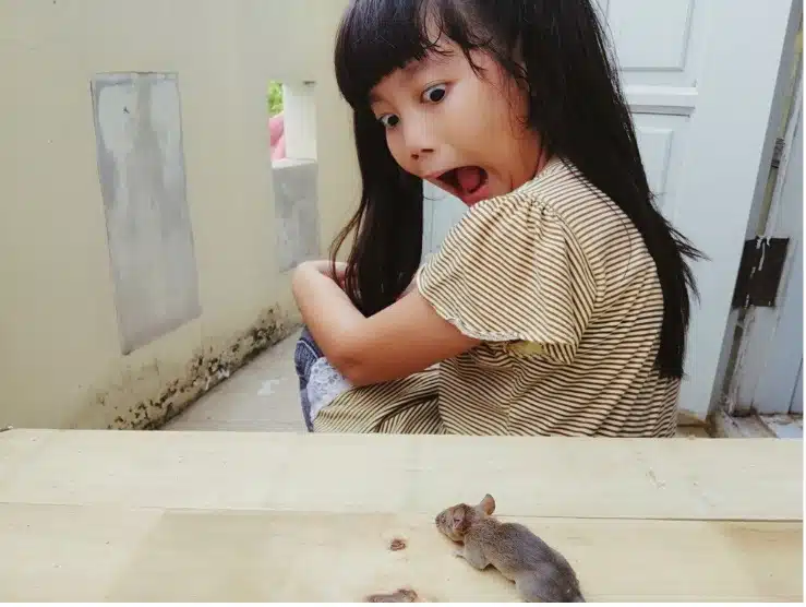 What to Do if You Find a Mouse