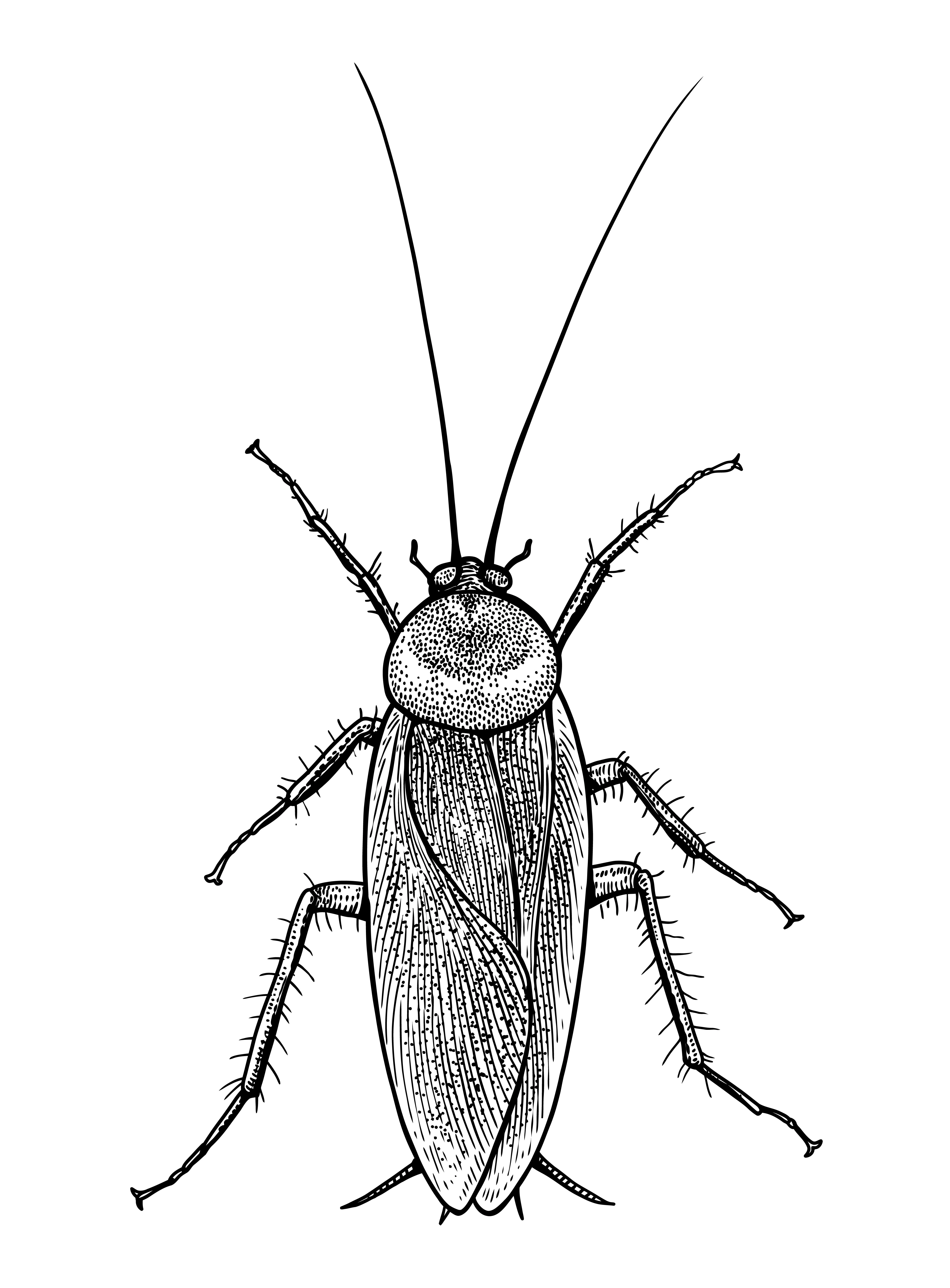 Drawing of a cockroach