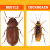 Comparison of a cockroach vs a beetle