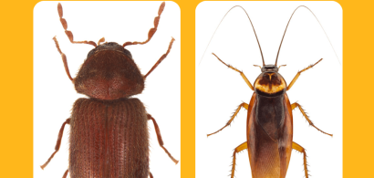 Comparison of a cockroach vs a beetle