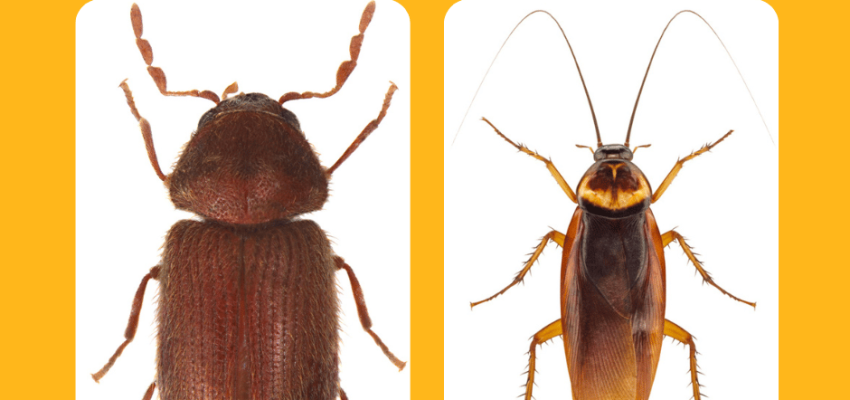 Comparison of a cockroach vs a beetle