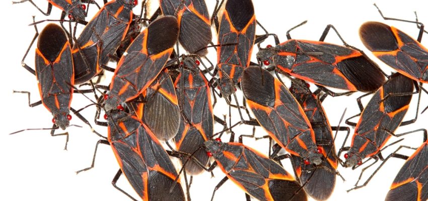Photo of Boxelder Bugs