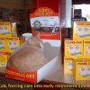 Cat sleeping in a Fresh Cab pouch box