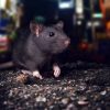 City_Rat_In-The_streets.jpg