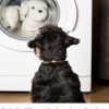 dog watching clothes dryer