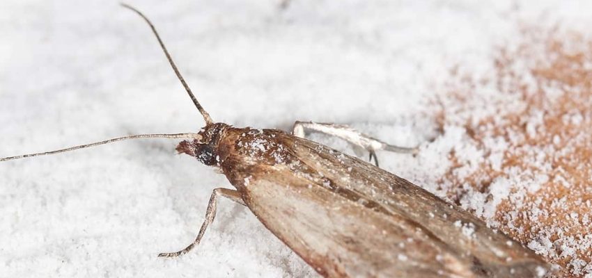 Pantry moth larvae in flour container