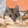 House-mouse-behind-dry-leaves-outside-the-home