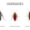 Illustration of Types of Cockroaches