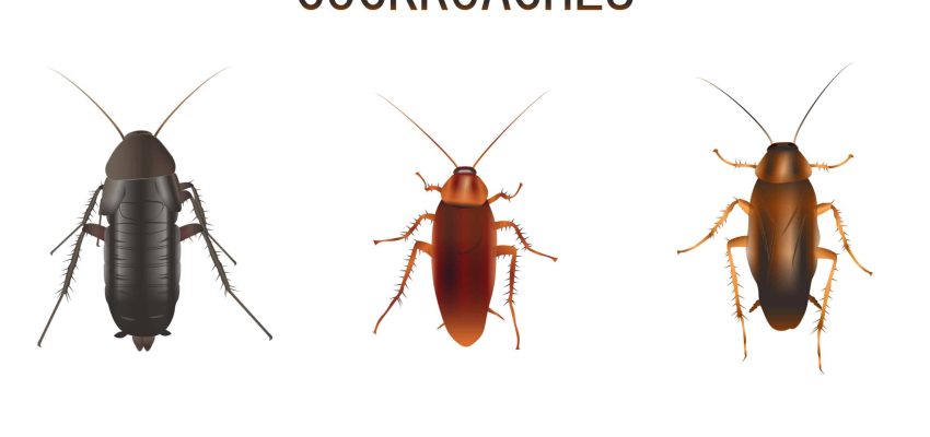 Illustration of Types of Cockroaches