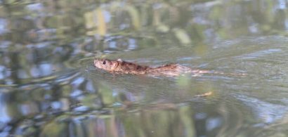 Mouse swims in the water