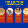 Pest Droppings Identification Chart