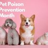 Pet_Poison_Prevention_Month_png