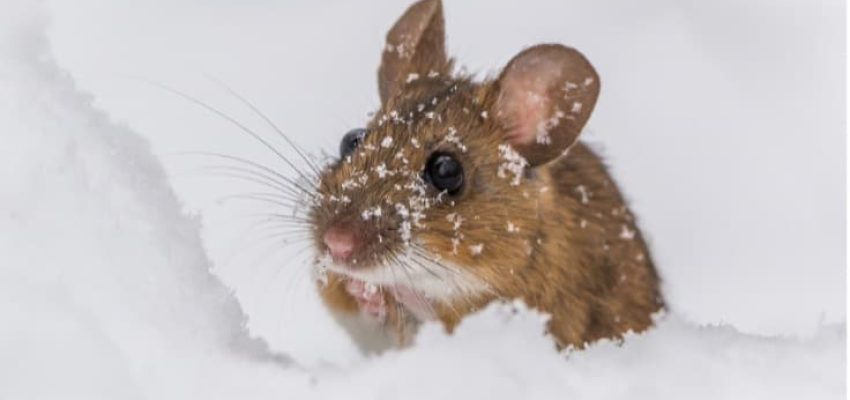 Mouse in snow