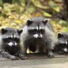 Raccoons_deck.jpg