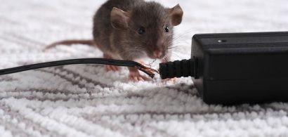 Rat_with_chewed_electric_wire_on_floor_indoors_Pest_control