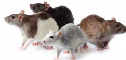Rats_rodents.jpg