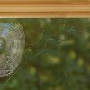 Picture of a spider web in the corner of a windowsill
