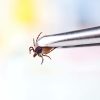 Tick held by tweezers