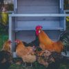 TipsRaisingChickenRodentsOut-thumb