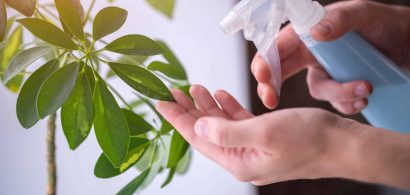 soap and water spray for plants
