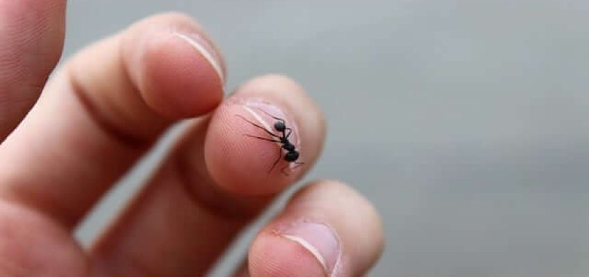 ant on fingers